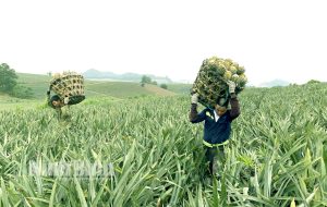 Tam Điệp: Dứa được mùa, được giá, nông dân lãi đậm