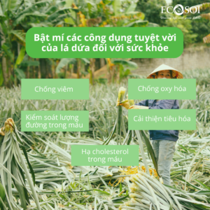 công dụng lá dứa