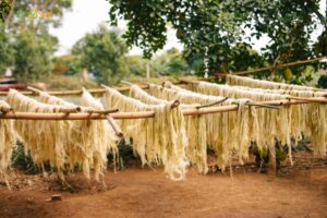 Phơi sợi dứa