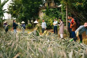 Nguồn ảnh: Người dân thu hoạch lá dứa