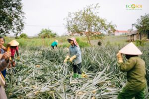 Ảnh người nông dân thu hoạch lá dứa